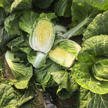 湖北精品3456黄心白菜，散装袋装都可