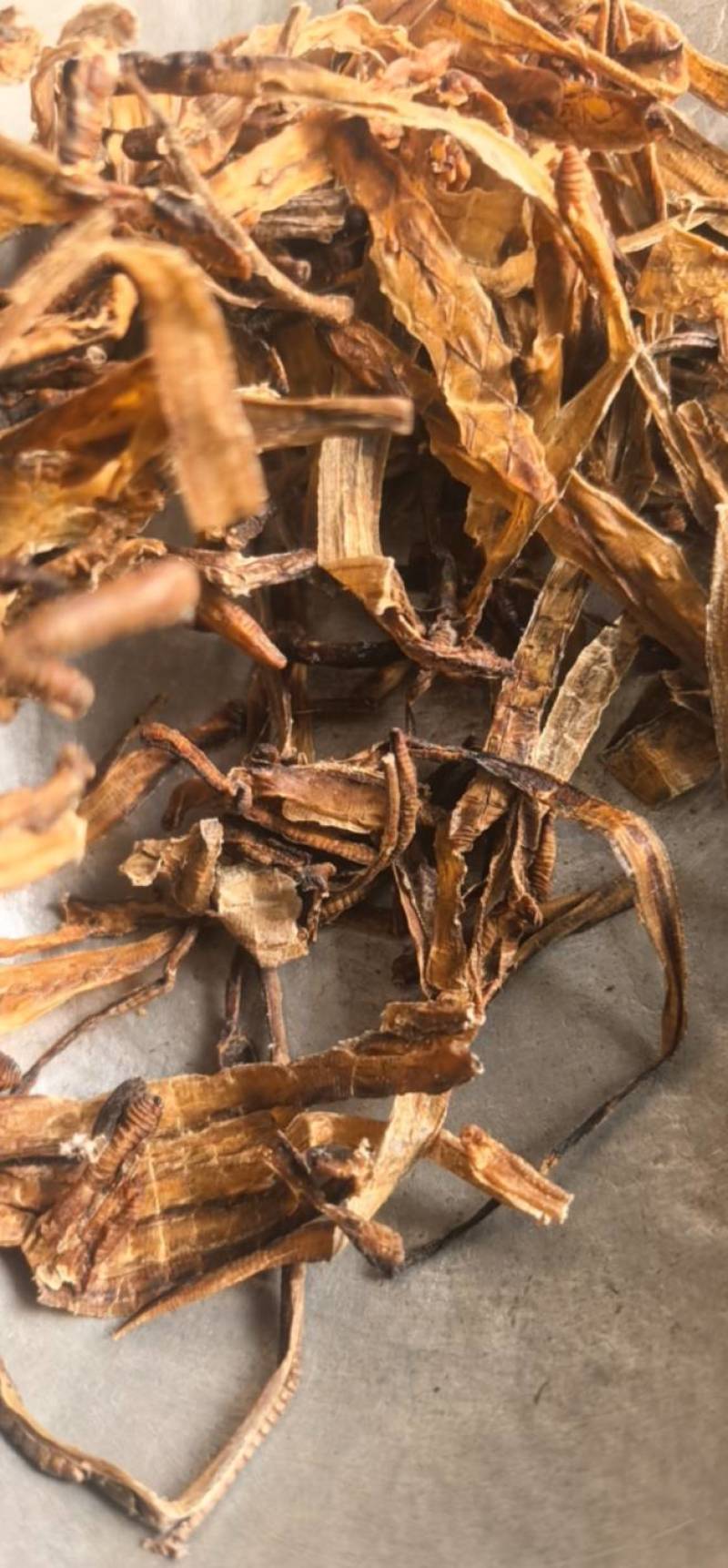 《地龙》小地龙半开质量不错，价格优惠聚源药业