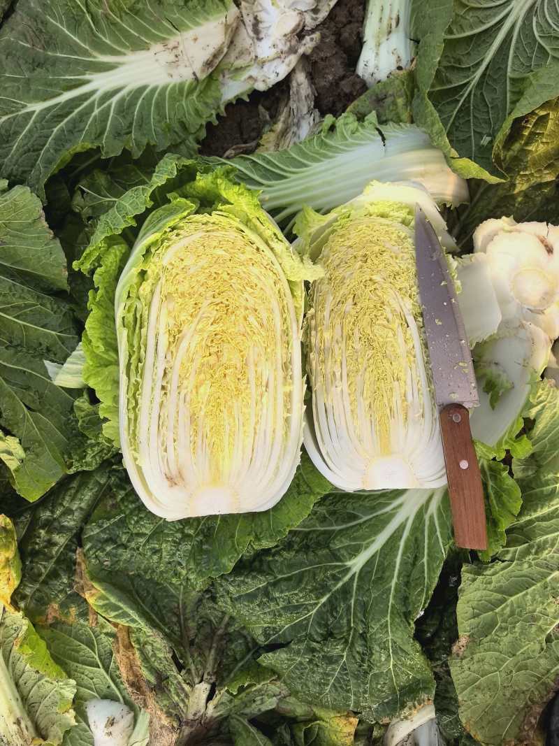 湖北精品3456黄心白菜，散装袋装都可