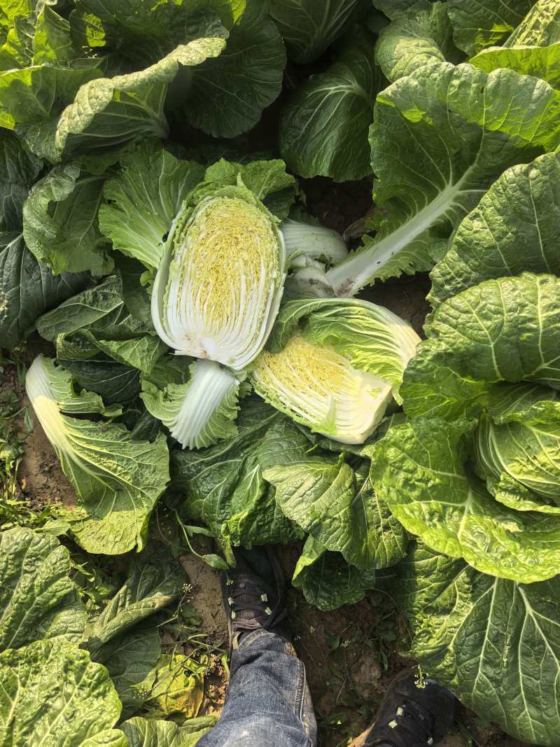 湖北精品3456黄心白菜，散装袋装都可