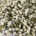 茉莉花茉莉花茶祥泰药材栈中药材批发零售实物拍摄量多从