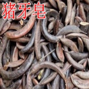 皂角猪牙皂小皂角