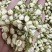 茉莉花茉莉花茶祥泰药材栈中药材批发零售实物拍摄量多从