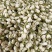 茉莉花茉莉花茶祥泰药材栈中药材批发零售实物拍摄量多从