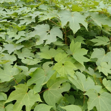 千年桐油苗基地直供