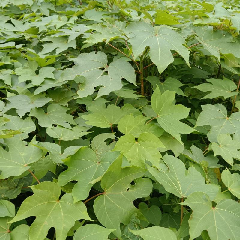 千年桐油苗基地直供