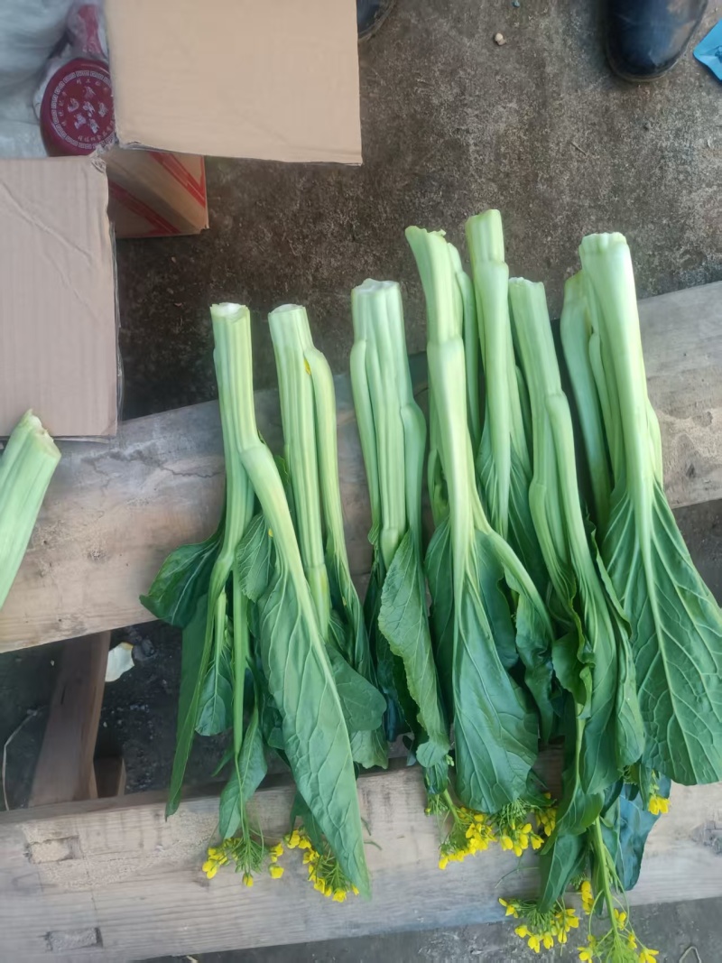 甜菜心（头批采摘)