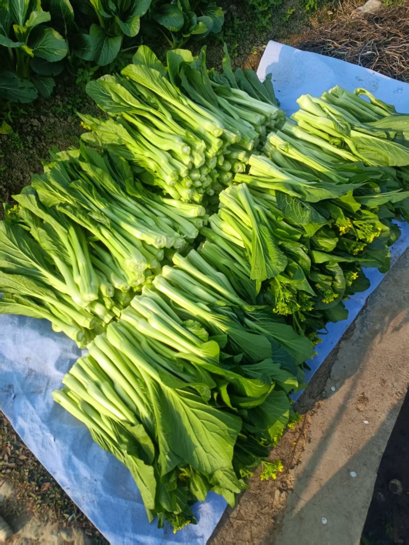 甜菜心（头批采摘)