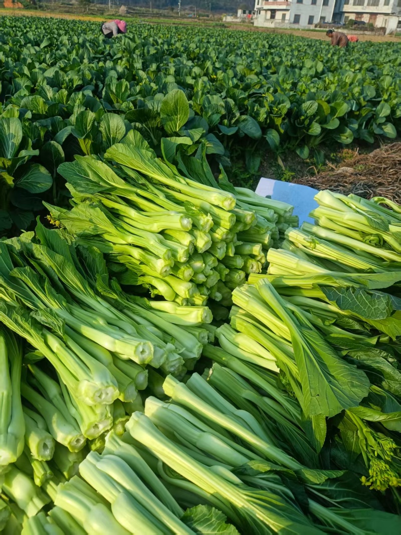 甜菜心（头批采摘)