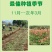 早熟岭南台湾鸡血蜜李子苗嫁接苗鲜嫩多汁脆李南北种植果树
