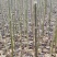 山桐子苗