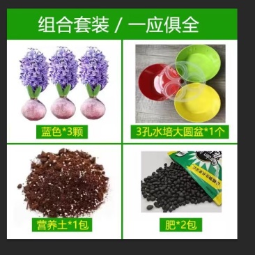 风信子种球3球土培水培荷兰进口球根种子水养阳台盆栽重瓣
