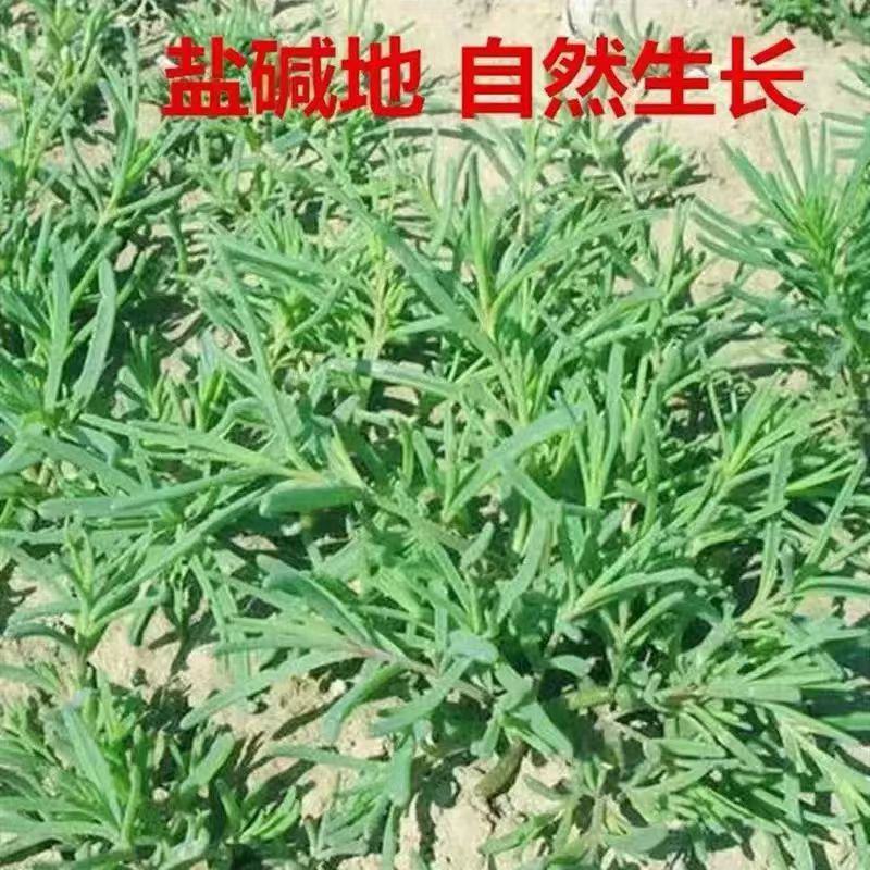 碱蓬草种子盐地碱蓬土壤沙地荒地耐盐碱治理护坡翅碱蓬食