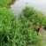 碱蓬草种子盐地碱蓬土壤沙地荒地耐盐碱治理护坡翅碱蓬食
