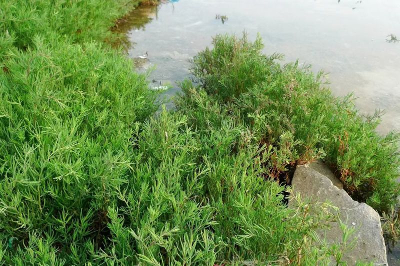 碱蓬草种子盐地碱蓬土壤沙地荒地耐盐碱治理护坡翅碱蓬食