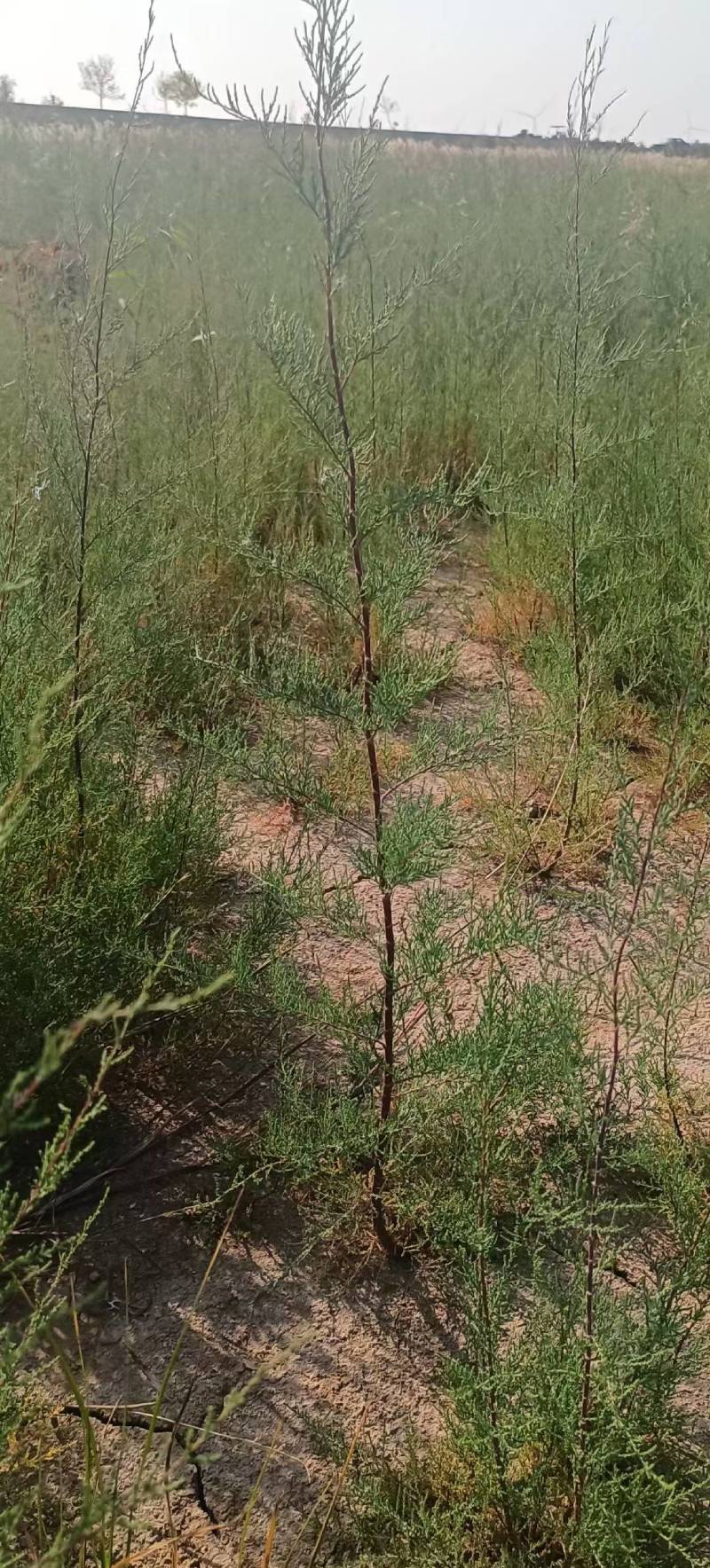 碱蓬草种子盐地碱蓬土壤沙地荒地耐盐碱治理护坡翅碱蓬食