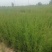碱蓬草种子盐地碱蓬土壤沙地荒地耐盐碱治理护坡翅碱蓬食
