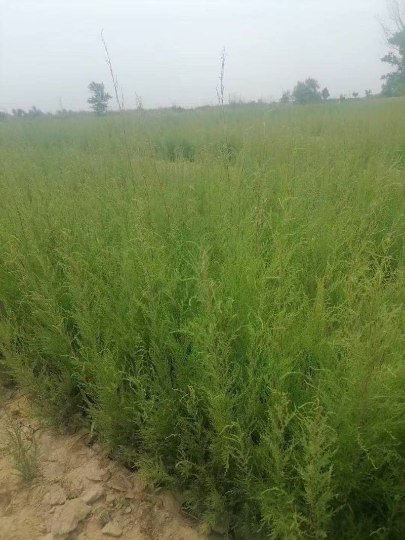碱蓬草种子盐地碱蓬土壤沙地荒地耐盐碱治理护坡翅碱蓬食