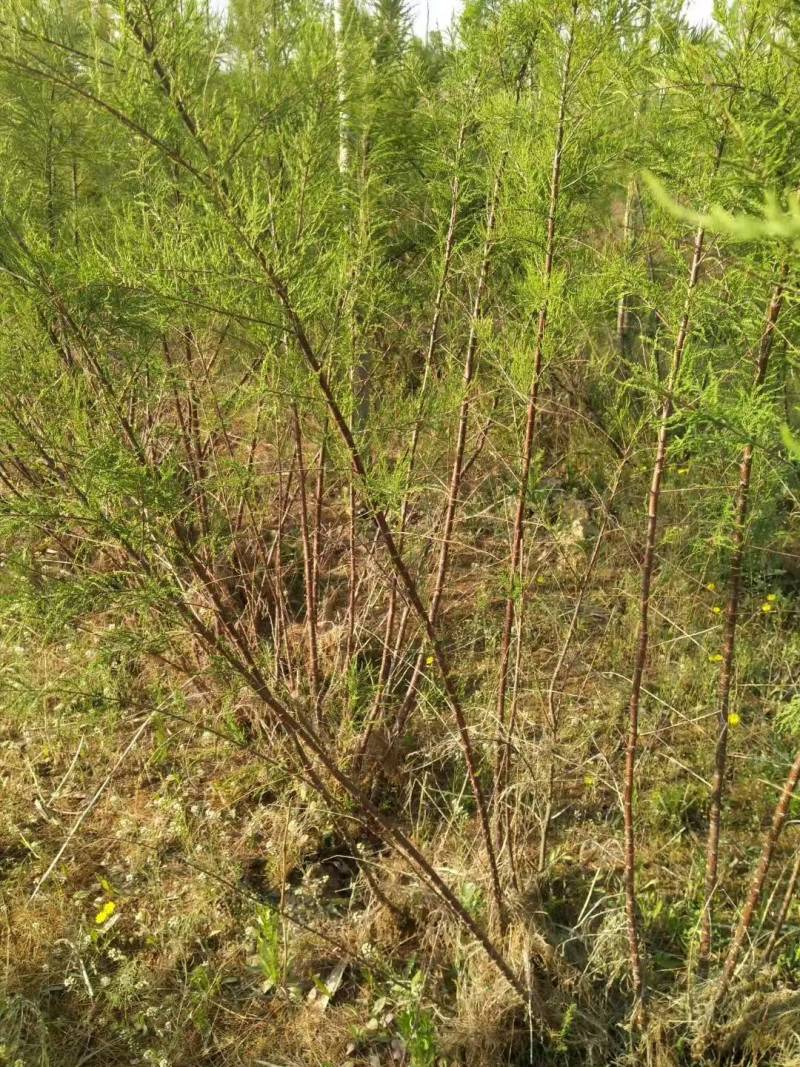 碱蓬草种子盐地碱蓬土壤沙地荒地耐盐碱治理护坡翅碱蓬食
