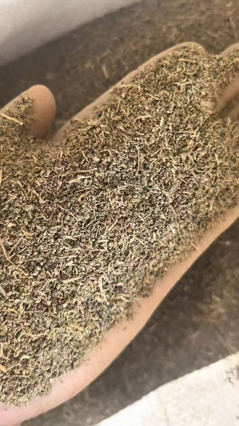 碱蓬草种子盐地碱蓬土壤沙地荒地耐盐碱治理护坡翅碱蓬食