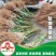 新品特早熟岭南四月甜脆李1年嫁接脱骨脆李南北种植