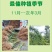 新品特早熟岭南四月甜脆李1年嫁接脱骨脆李南北种植