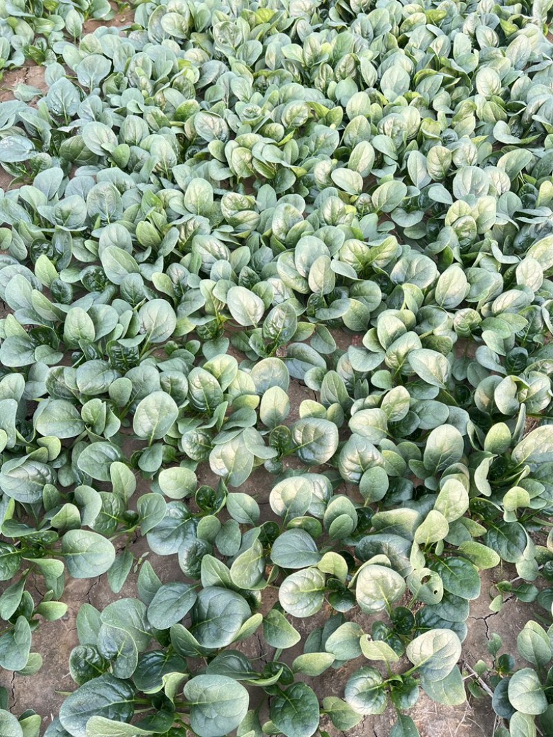 开封趴地菠菜，量大从优，欢迎咨询