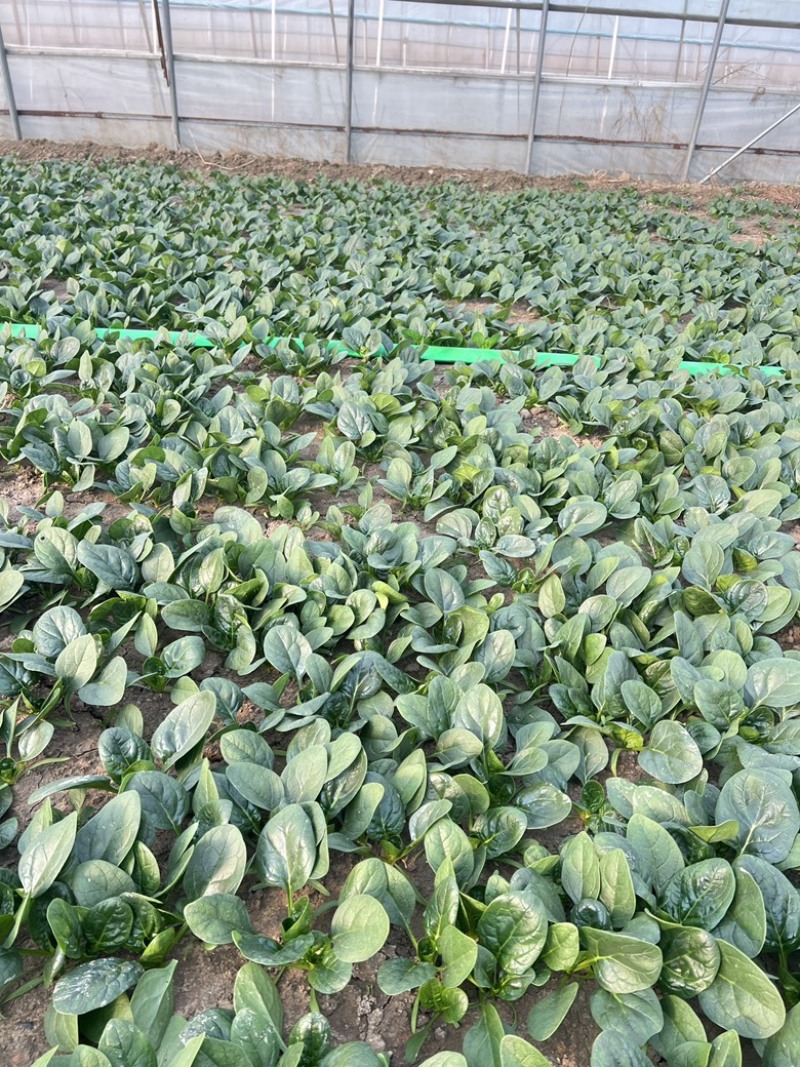 开封趴地菠菜，量大从优，欢迎咨询