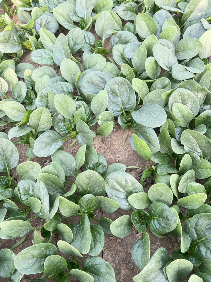 开封趴地菠菜，量大从优，欢迎咨询