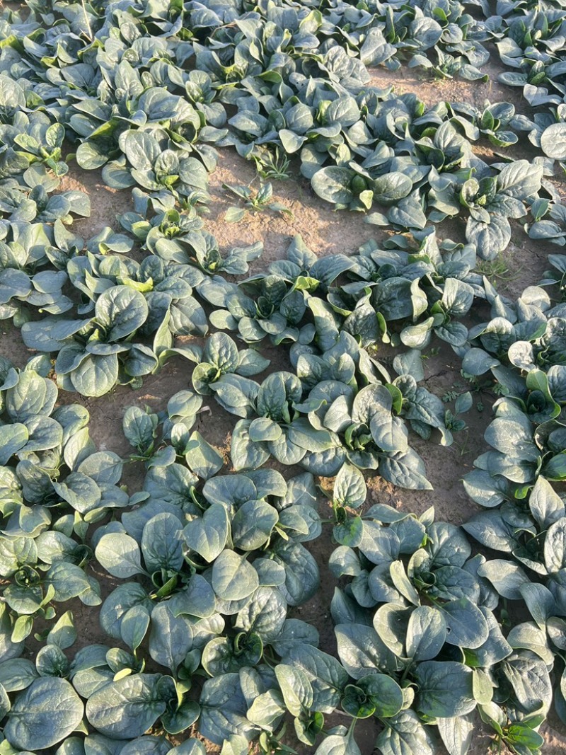 开封趴地菠菜，量大从优，欢迎咨询