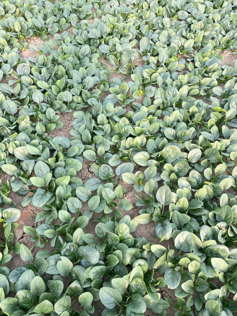 开封趴地菠菜，量大从优，欢迎咨询