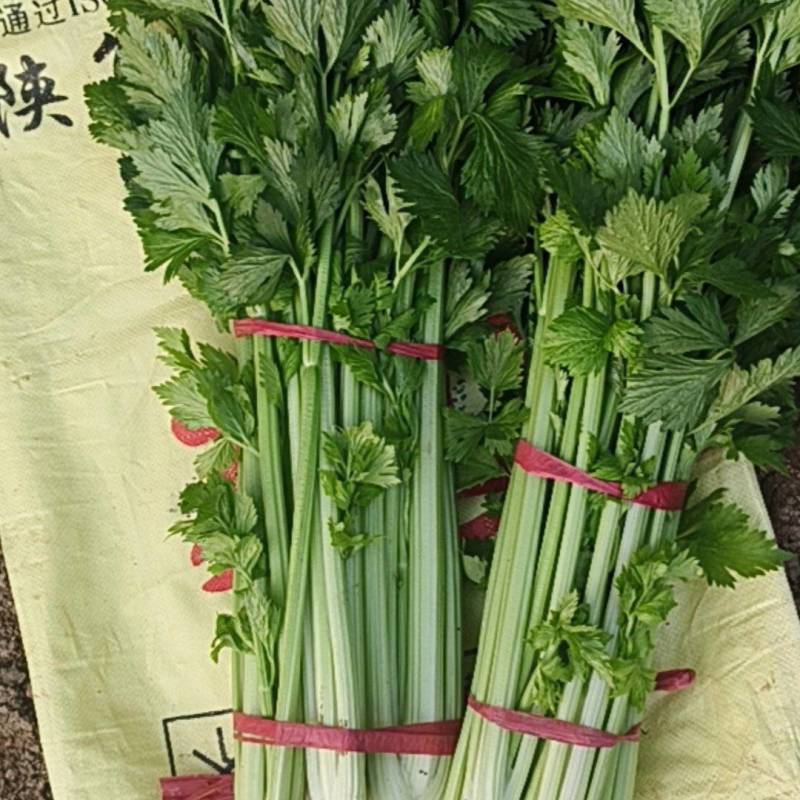 温室大棚西芹，叶绿杆长，实心菜，欢迎各大商超采购