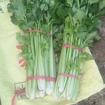 陕西基地大棚芹菜上市热卖中，一手货源，价格美丽！