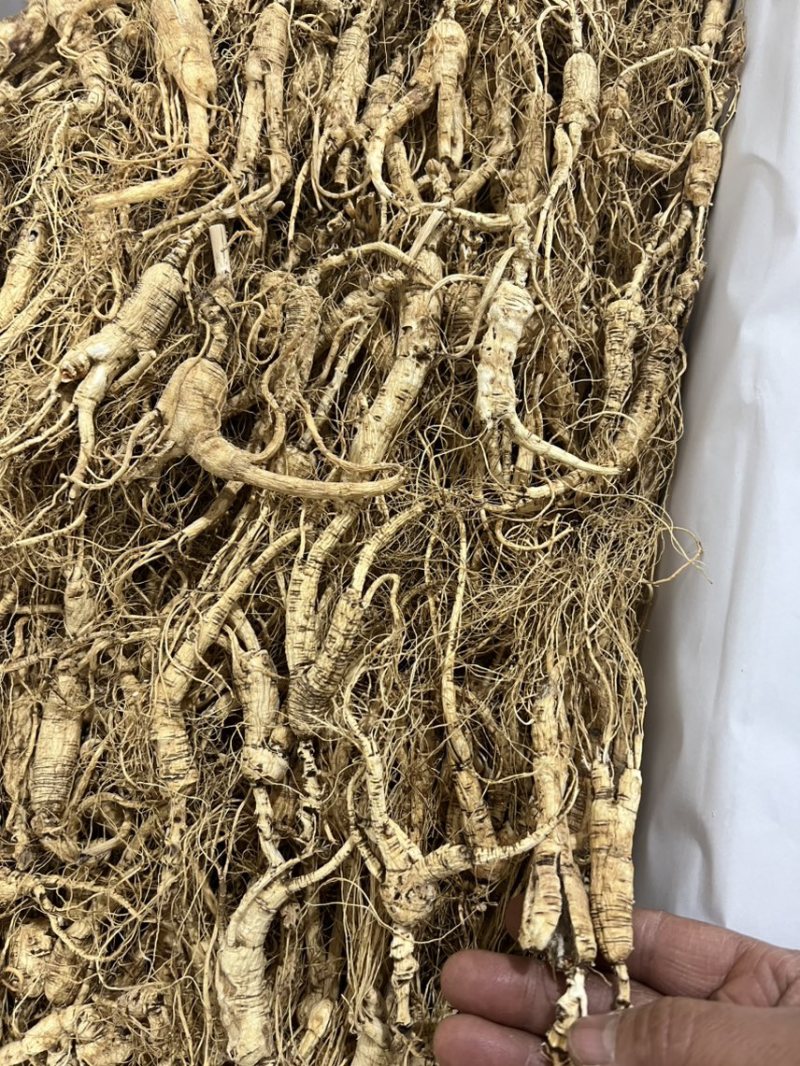 林下参子货15—6年打粉料，泡酒，煲汤，打粉