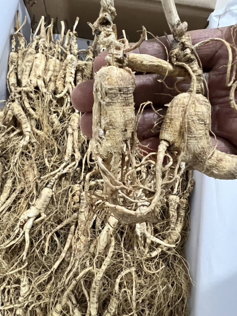 林下参子货15—6年打粉料，泡酒，煲汤，打粉