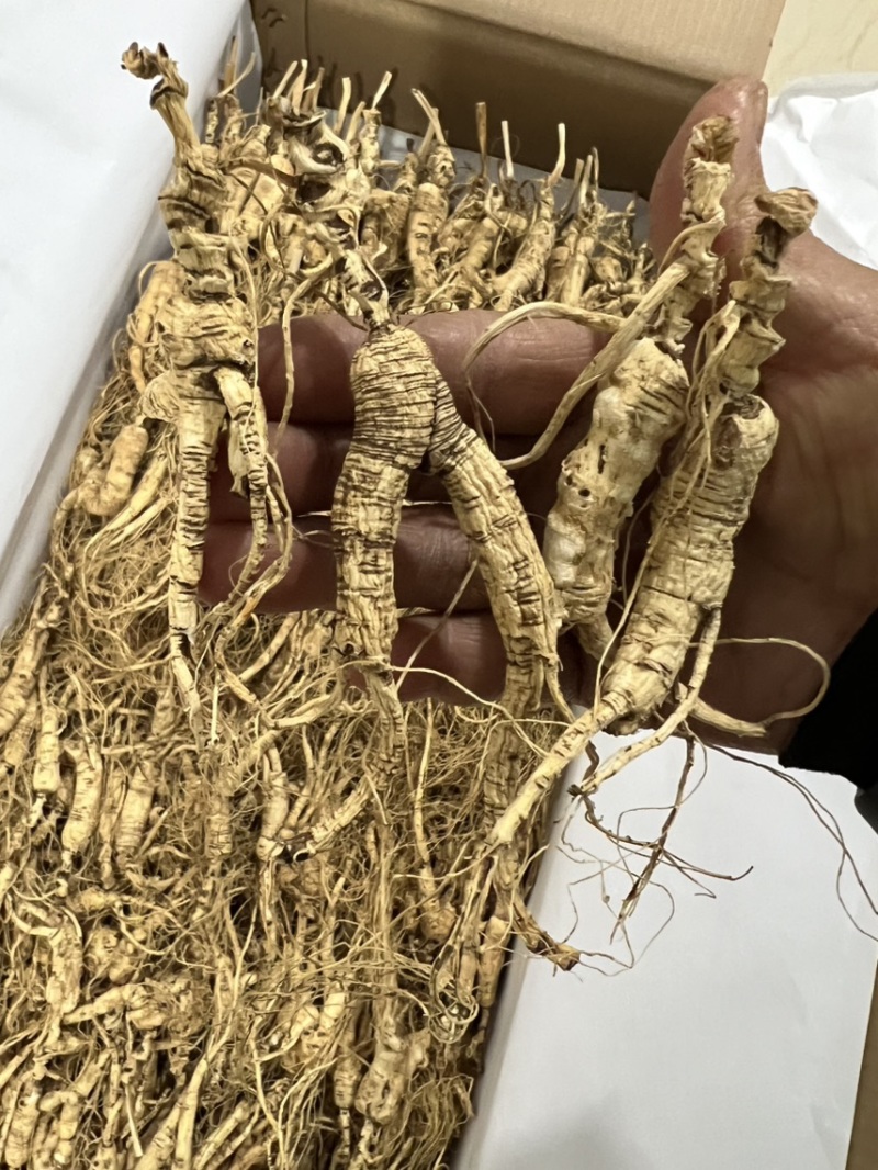 林下参子货15—6年打粉料，泡酒，煲汤，打粉