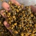 33元一罐300g一罐