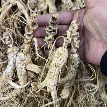 林下参子货15—6年打粉料,泡酒,煲汤,打粉