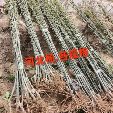 河北杨