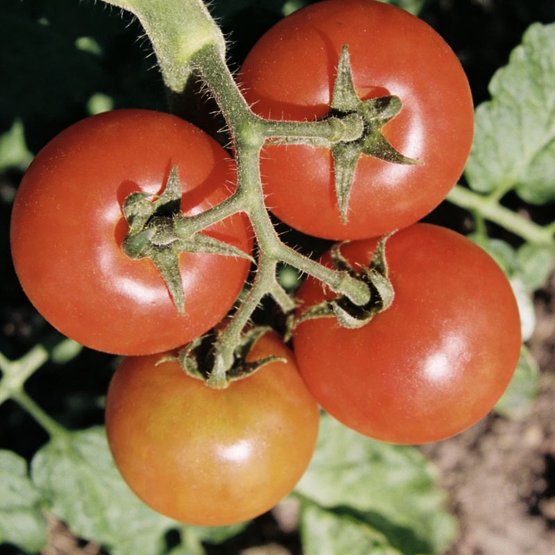山东本地种植西红柿，自然红熟，全国各地销售，欢迎咨询