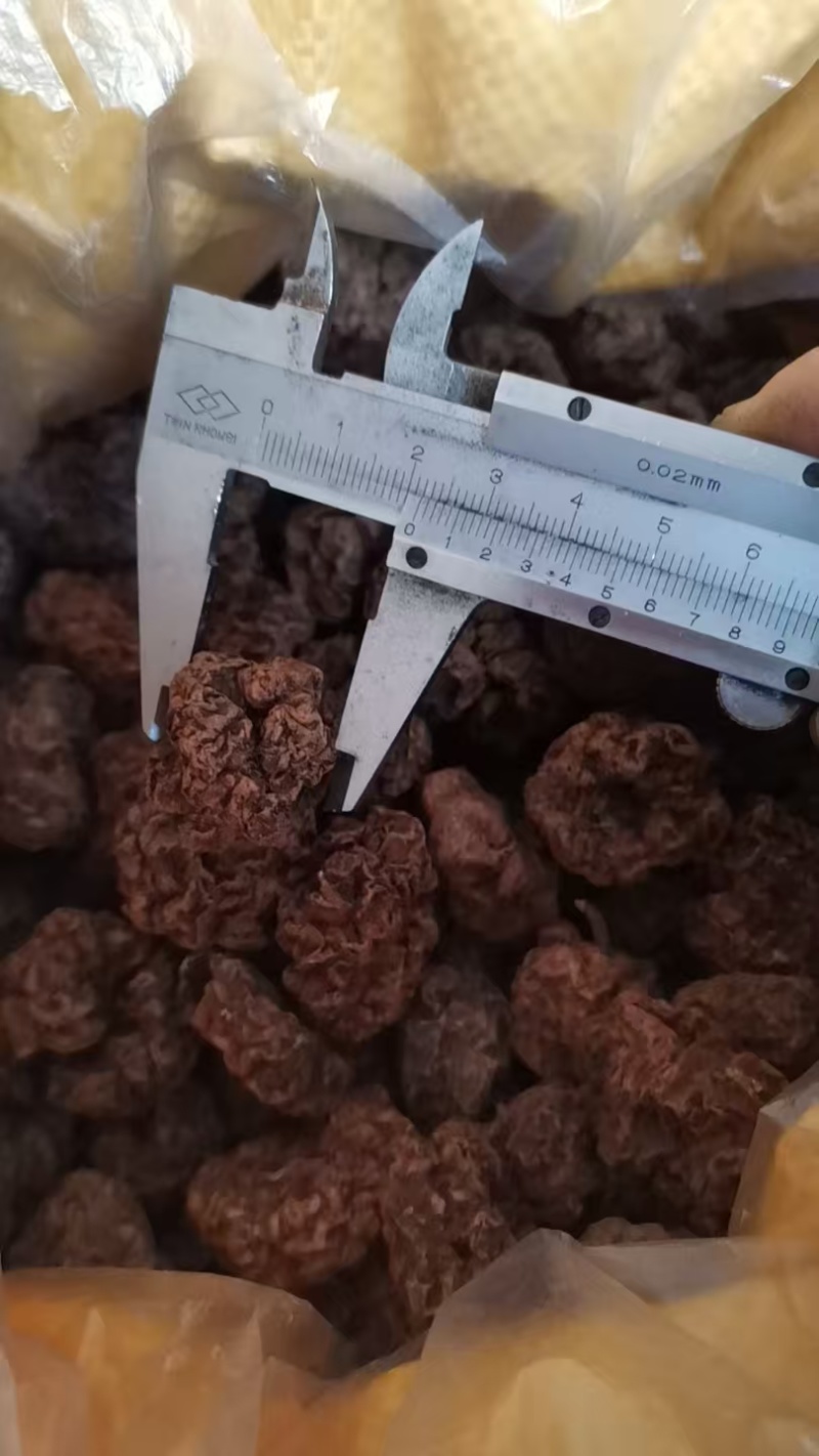 水扬桃木天蓼虫瘿果大货批