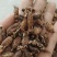 水扬桃木天蓼虫瘿果大货批