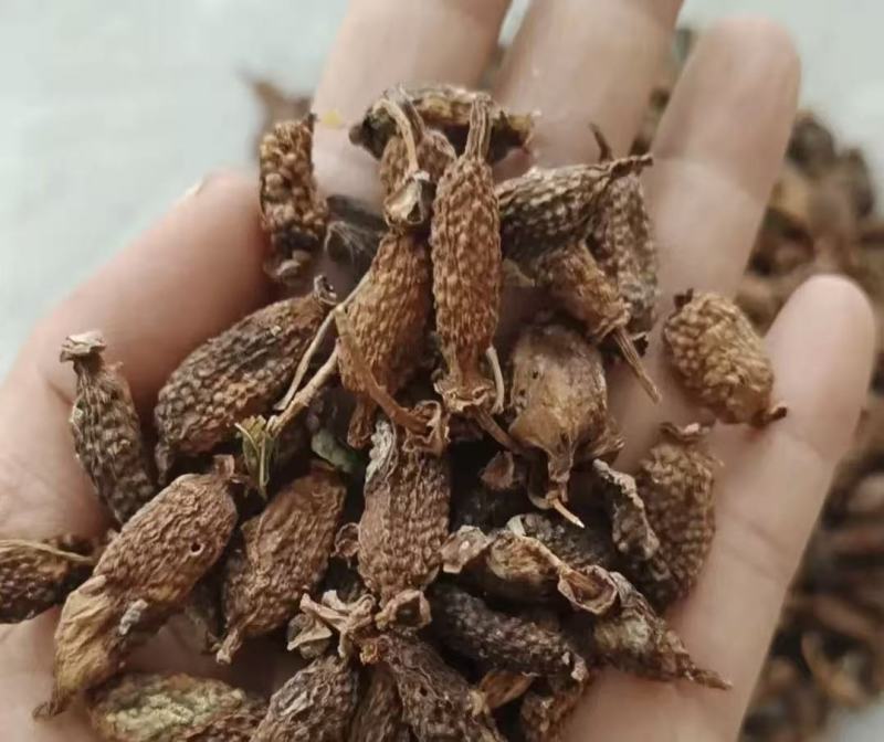 水扬桃木天蓼虫瘿果大货批