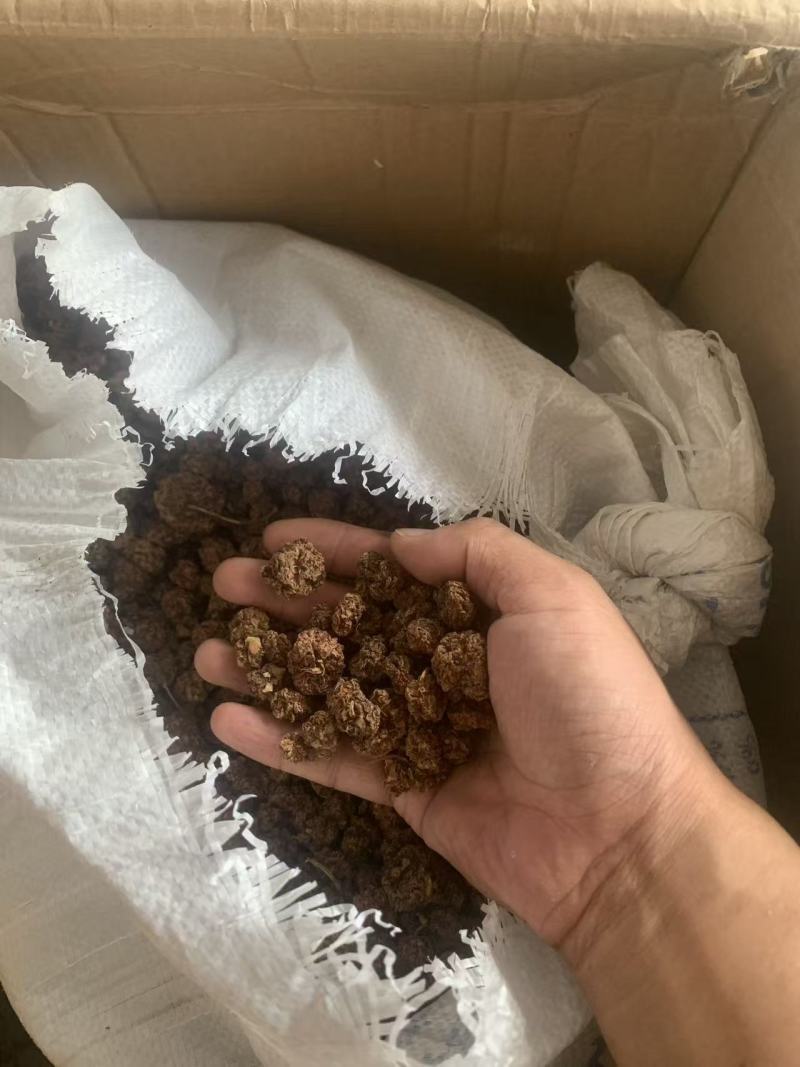 水扬桃木天蓼虫瘿果大货批