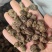 水扬桃木天蓼虫瘿果大货批