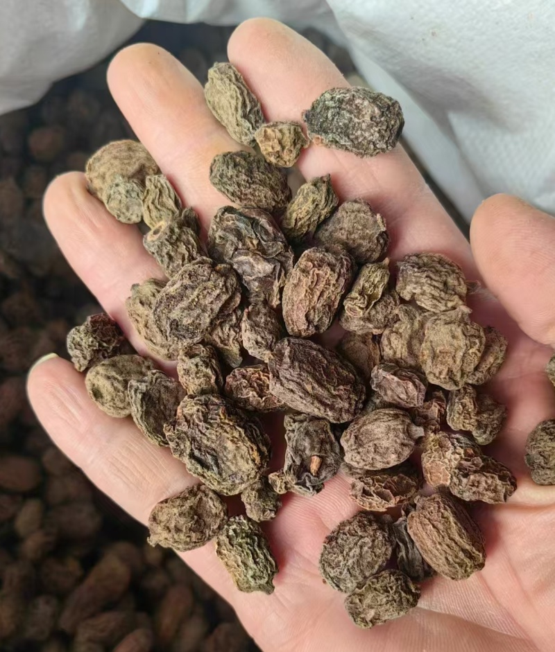水扬桃木天蓼虫瘿果大货批
