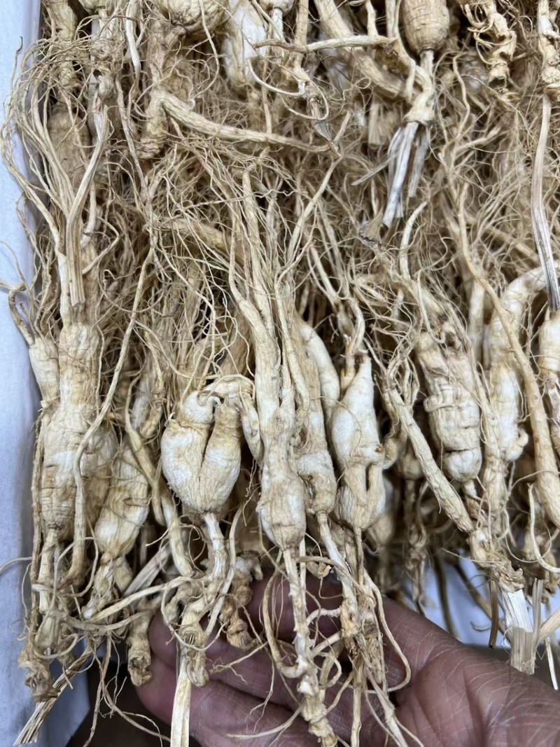 13—4年林下参趴货煲汤，泡酒，打粉，经济实惠