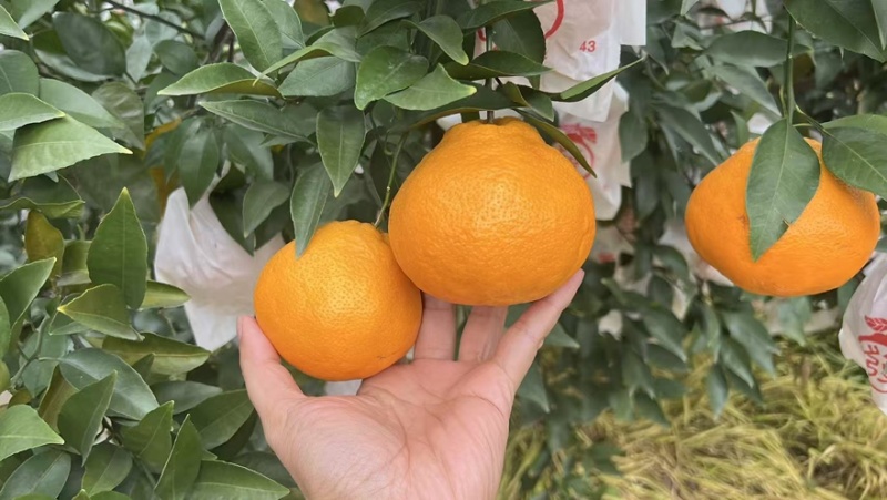 优质耙耙柑大量上市质优价廉对接商超档口