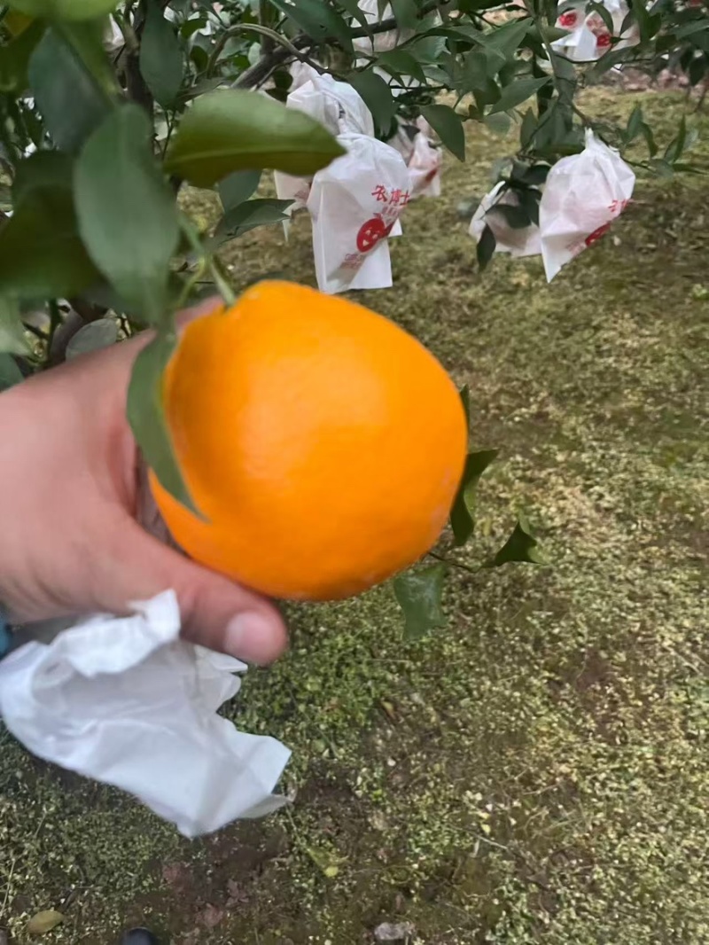 特级耙耙柑，大量供应，支持一件代发，需要的联系我！