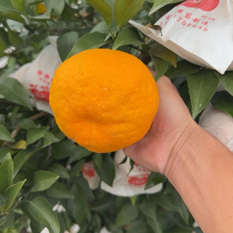 特级耙耙柑，大量供应，支持一件代发，需要的联系我！